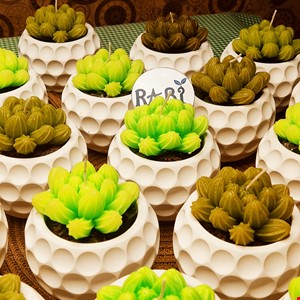 گلدان کاکتوس